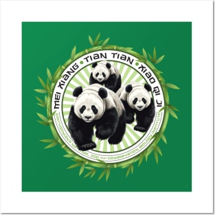 China Panda Bears Posters and Art